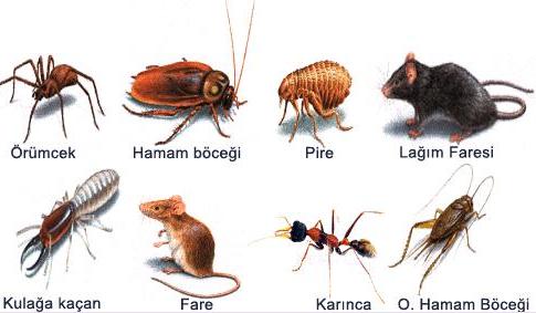 Mikroplar ve yaşam konusunda güvenli yaklaşım nasıl olmalıdır?