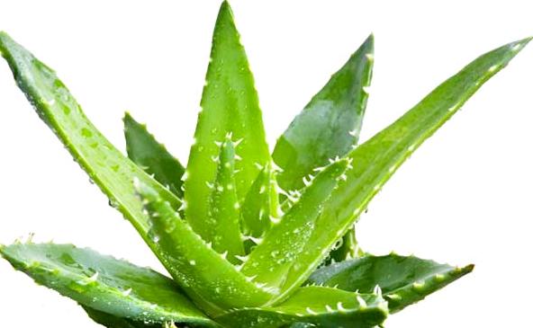 Aloe Vera Bitkisinin Faydaları ve Zararları