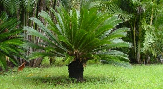 Cüce palmiye bitkisinin faydaları