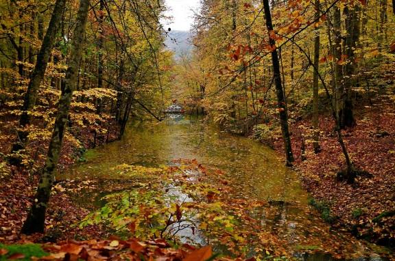 Karabük'teki Yenice ormanları