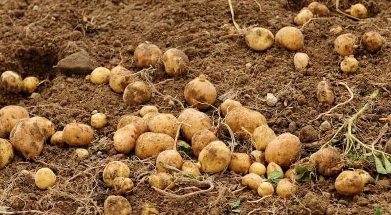 Türkiye’de Patates Üretimi ve Bu Patates Neden Pahalı?