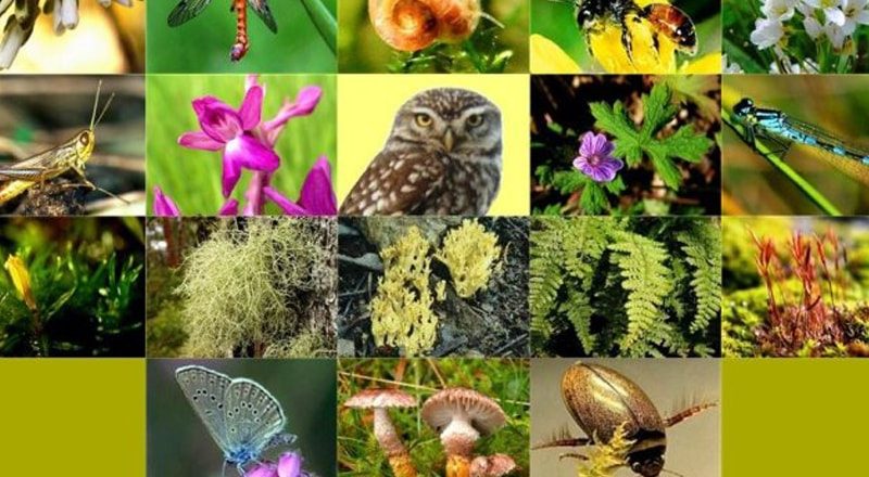 Türkiye’nin çevre ve biyolojik çeşitliliğin korunması